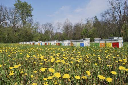 Le api del Parco